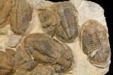 Plate Of Large Asaphid Trilobites - Spectacular Display #86537-4